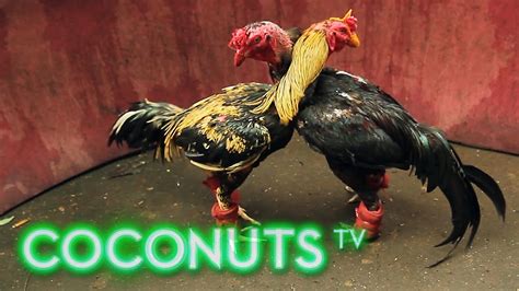 Online cockfighting game  CockFighting Game One of the most popular games in the country is the Cock fightingrooster game